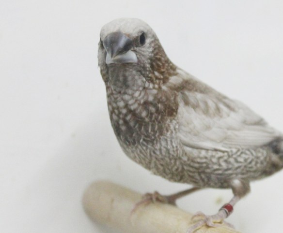 Perla bruno (maschio)