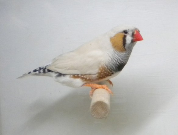 Grigio mascherato o. r. (maschio)