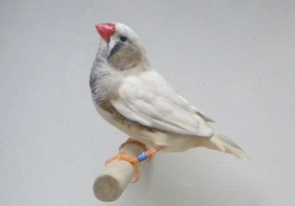 Grigio guancia (maschio)