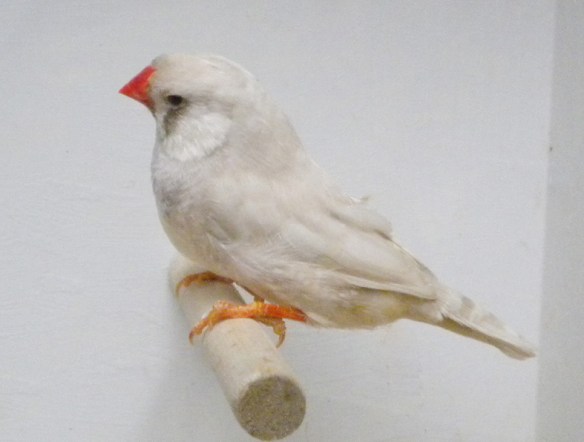 Bruno diluito (maschio)