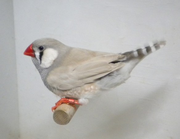 Grigio dorso chiaro diluito (maschio)