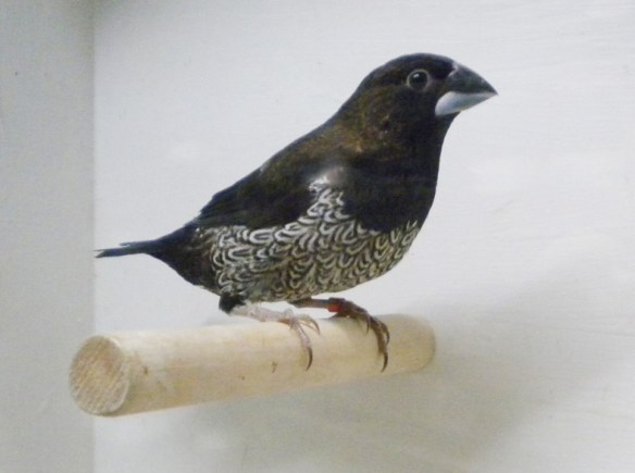 Nero bruno (maschio)