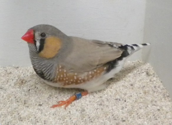 Grigio dorso chiaro (maschio)