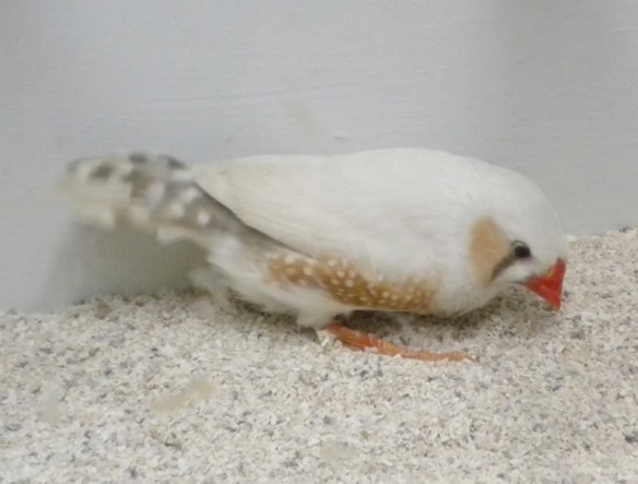 Grigio ino (maschio)