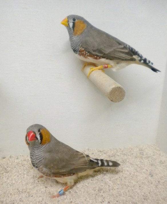 Grigio becco giallo e portatore a confronto (maschi)