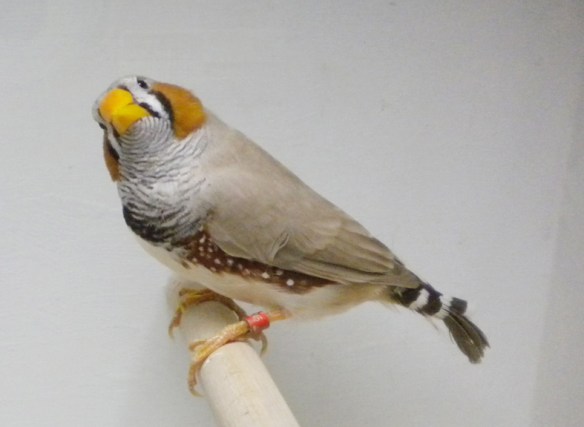 Bruno becco giallo (maschio)