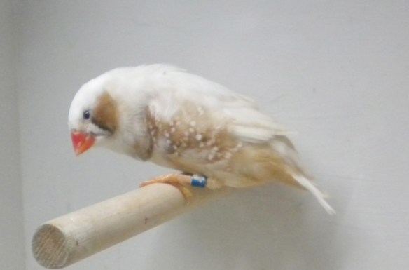 Bruno guancia (maschio)