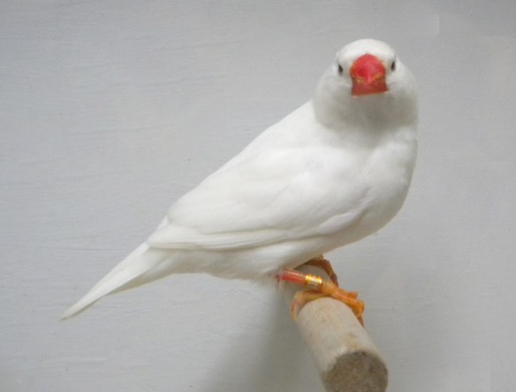 Bianco (maschio)
