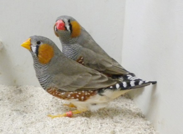 Grigio becco giallo e portatore a confronto (maschi)