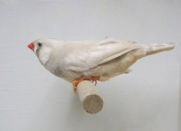 Bruno diluito (maschio)