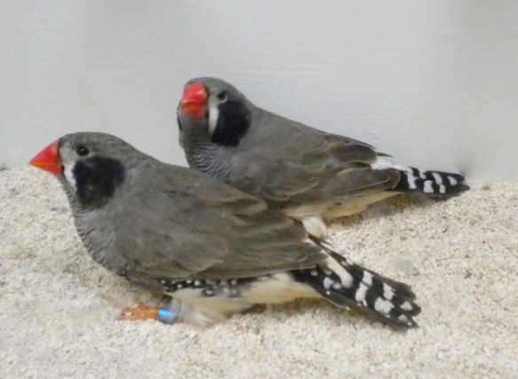 Grigio guancia nera (maschi)