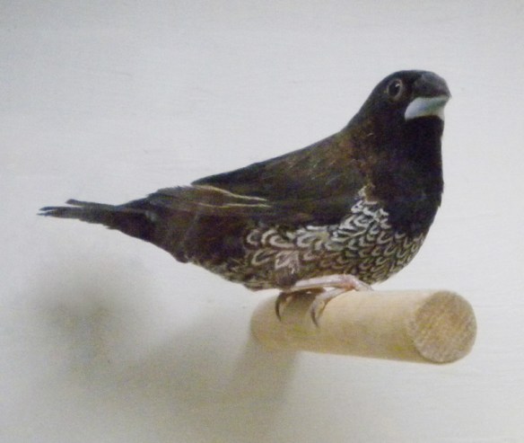 Nero bruno (maschio)