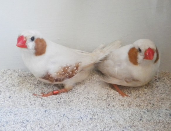 due maschi con brutto disegno dei fianchi