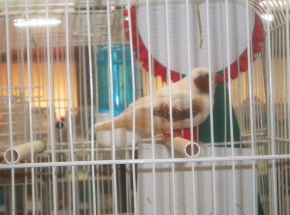 Specialistica di Macerata (1° class. maschio)