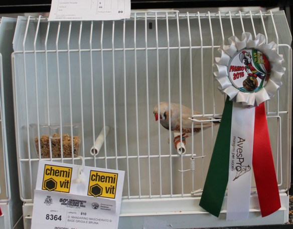 Campionato Italiano Pesaro 2015 (2 class. mascherato maschio)