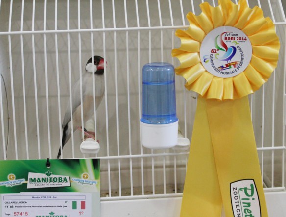 Campionato Mondiale 2014 (1° class. cat. altre mutazioni)