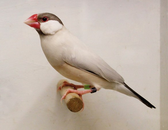 Mascherato (maschio)