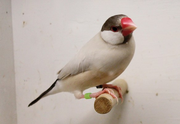 Mascherato (maschio)