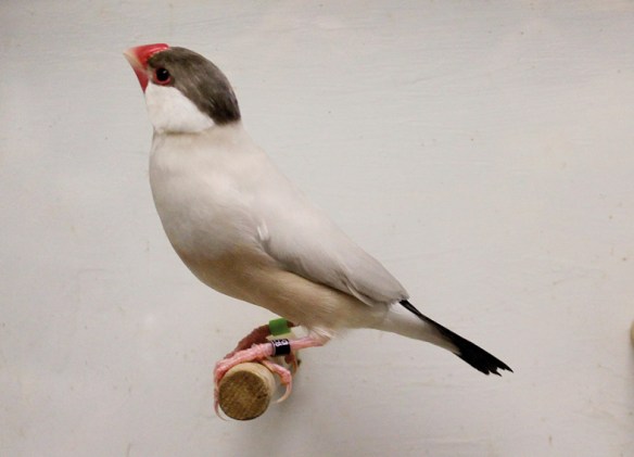 Mascherato (maschio)