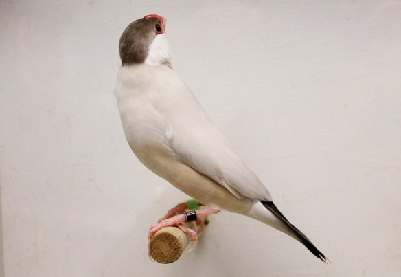 Mascherato (maschio)