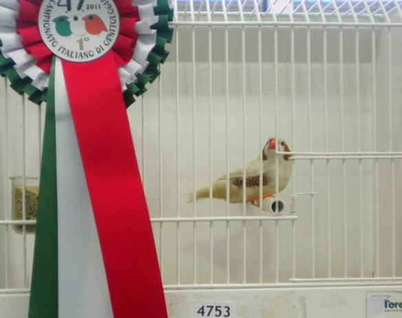 Campionato Italiano Pordenone 2011 (1° class. maschio)