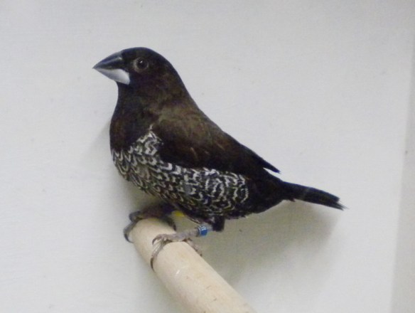 Nero grigio (maschio)