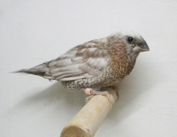 Perla bruno (maschio)