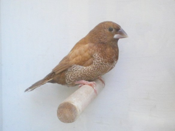 Rosso bruno (maschio)