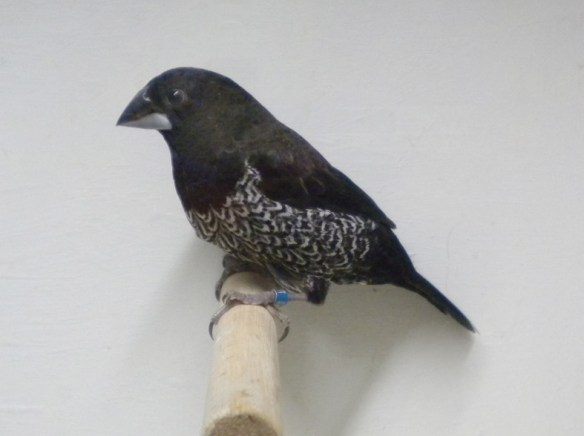 Nero grigio (maschio)