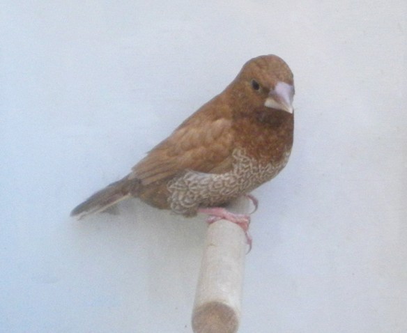 Rosso bruno (maschio)