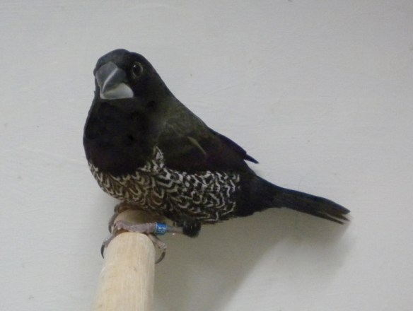 Nero grigio (maschio)