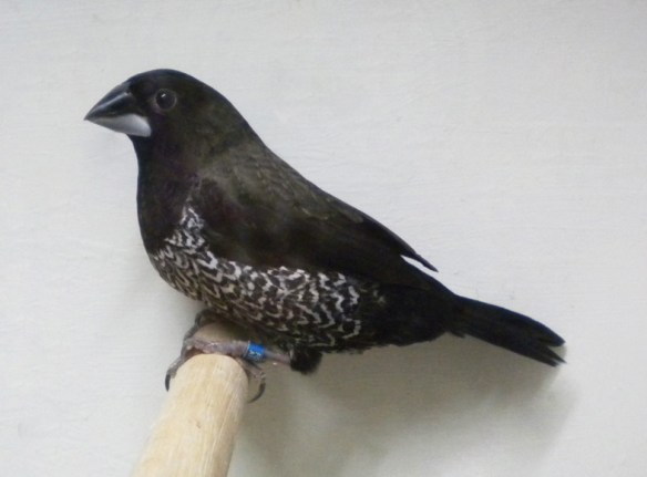 Nero grigio (maschio)