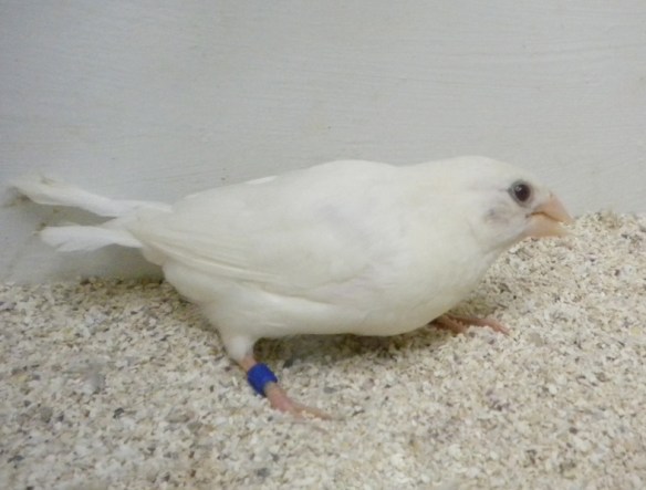 soggetto bianco con piumaggio lungo