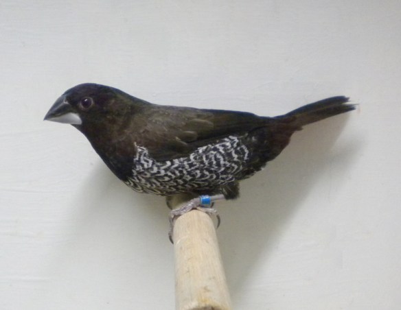 Nero grigio (maschio)