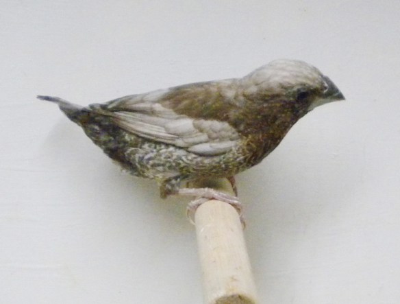 Perla bruno (maschio)