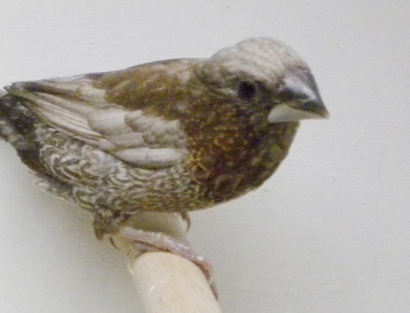 Perla bruno (maschio)