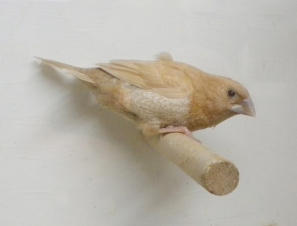 Rosso bruno pastello (maschio)