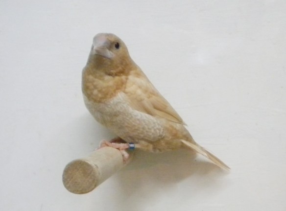 Rosso bruno pastello (maschio)