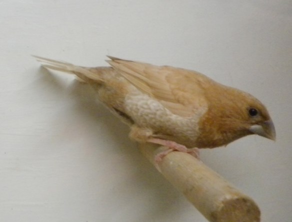 Rosso bruno pastello (maschio)