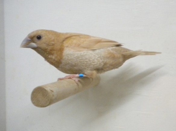 Rosso bruno pastello (maschio)