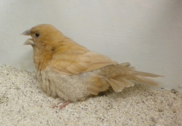 Rosso bruno pastello (maschio)