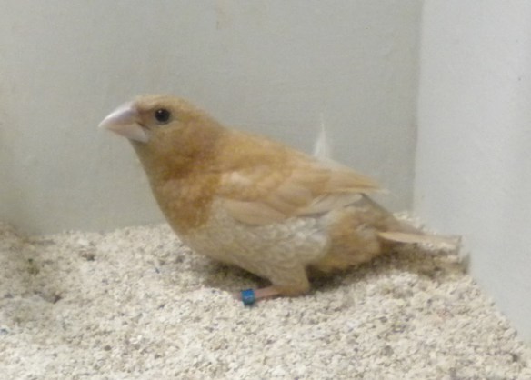 Rosso bruno pastello (maschio)