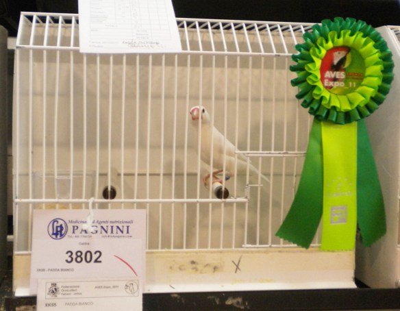 Padda bianco 2° class. Exotica 2011