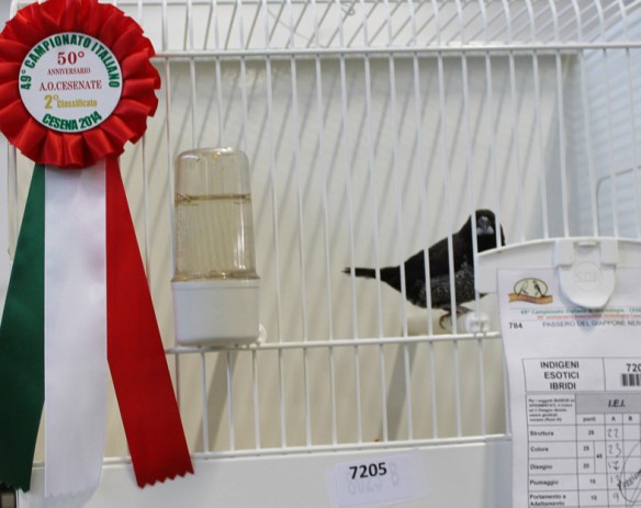 Campionato Italiano Cesena 2014 (2° class. Nero grigio)