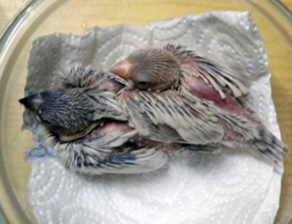 Padda opale e mascherato a 20 giorni