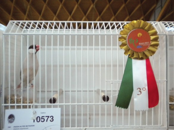 Campionato Italiano Rimini 2012 (3° class. Cat. altre mutaz.)