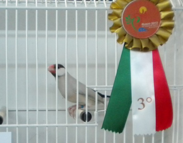 Campionato Italiano Rimini 2012 (3° class Altre mutaz.)