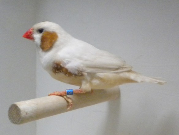 Campionato Italiano Parma 2010 (2° class. maschio)