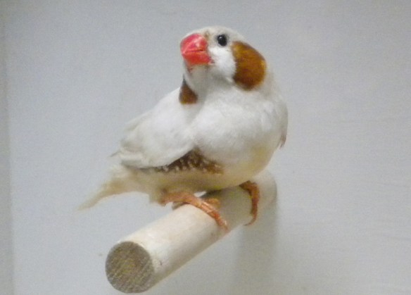 Campionato Italiano Parma 2010 (1° class. maschio)