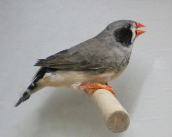 Campionato Italiano Parma 2010 (1° class. guancia nera femmina)